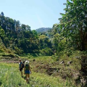 Hiking through the grasslands of Doi Inthanon.