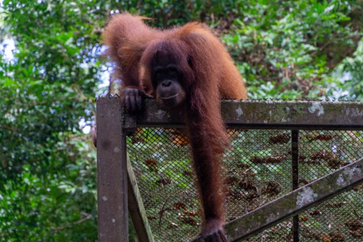 Orangutan at the Orangutan Rehabilitation Centre in Sepilok