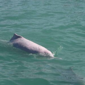 swimming pink dolphin Khanom Thailand